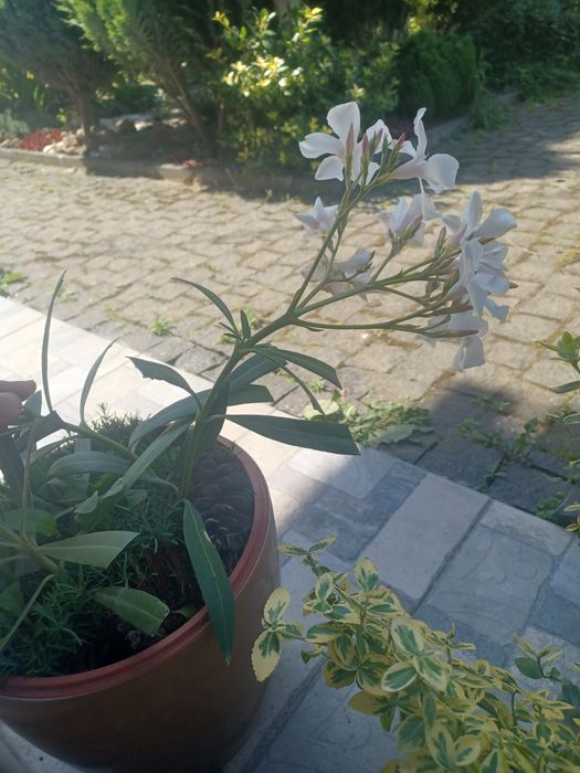 Укорінений пагін олеандра +  проросше насіння кипариса.