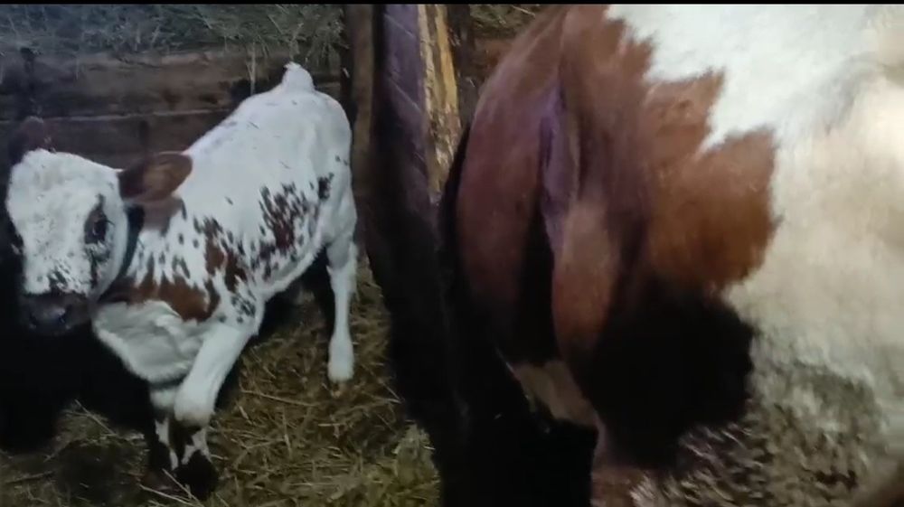 Продається корова після ростелу