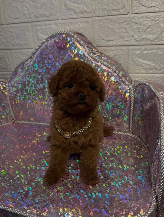 Дівчинка той пудель .якість