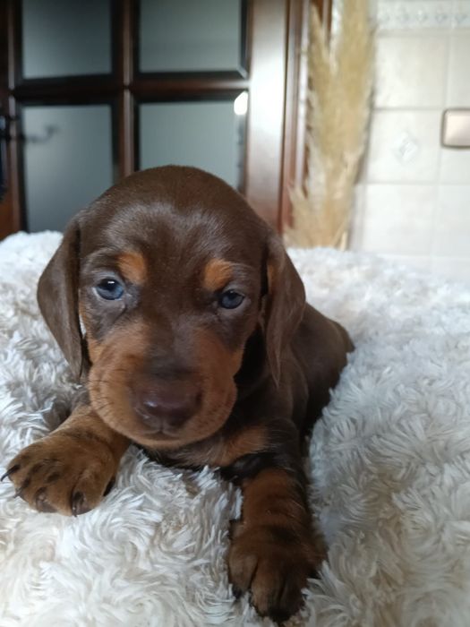 Teckel chocolate femea