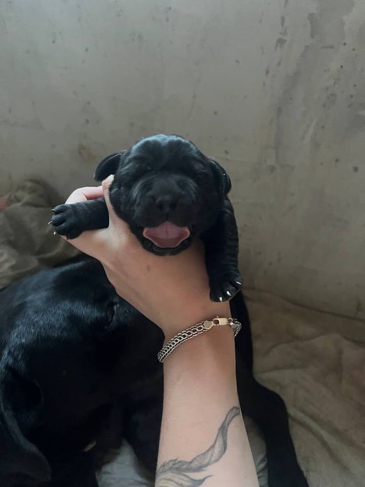 Кане Корсо Продам