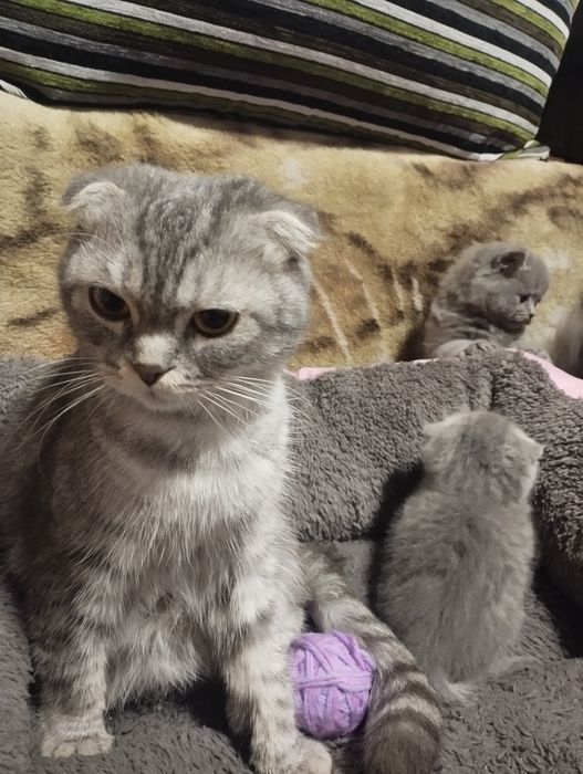 Британські вісловухі малюки готові до люблячої сім'ї