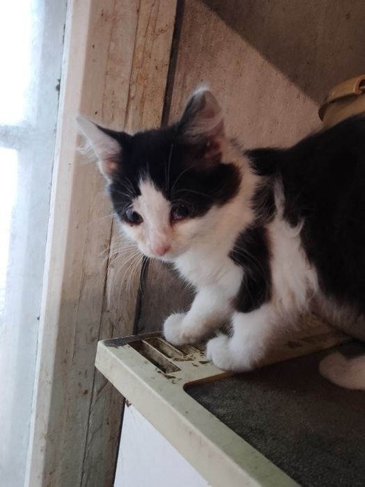 Отдам котят в добрые руки