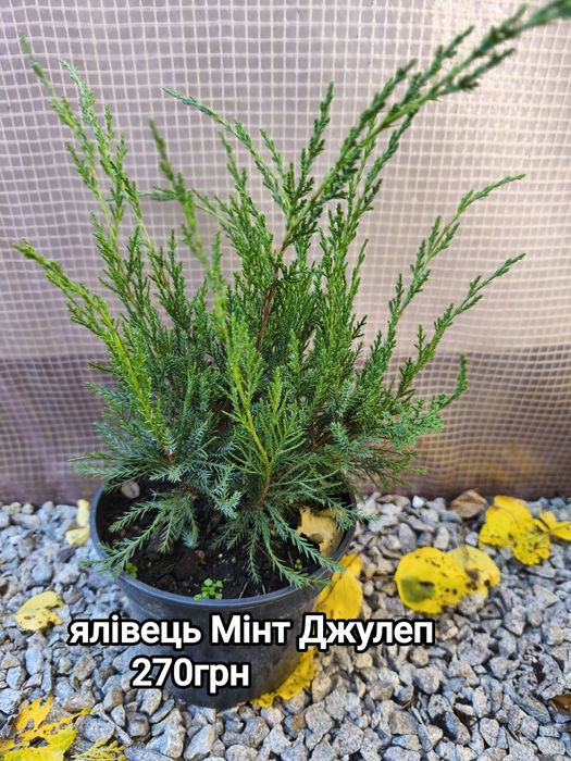 Хвойні рослини з гарною кореневою системою