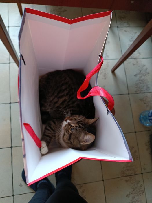 Отдам котенка в хорошие руки