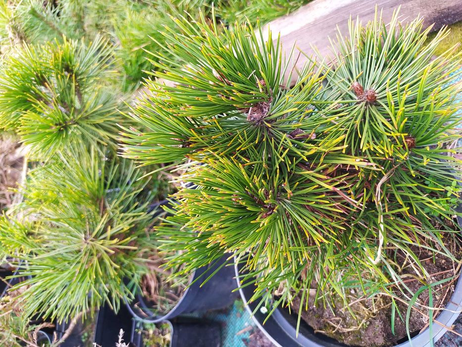 ładna sosna górska kosodrzewina Pumilio doniczkowana