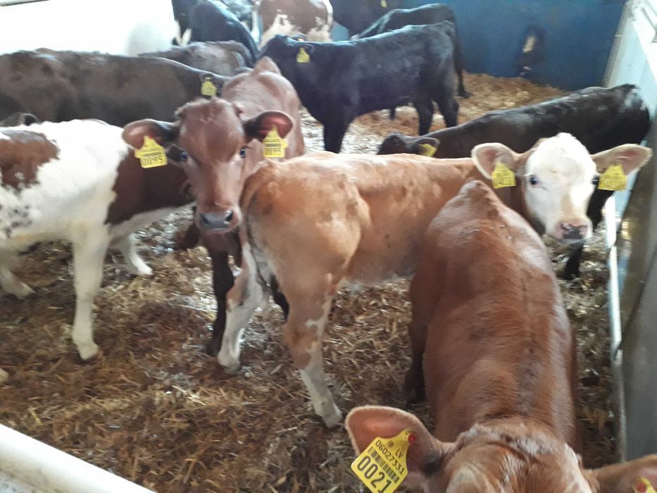 Byczki odsadki, opasy, na mleko i bez, cały kraj transport