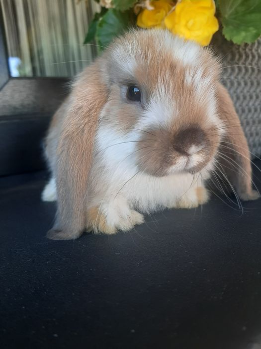 Króliki baranek miniaturka karzełek mini lop. Cena CAŁKOWITA.