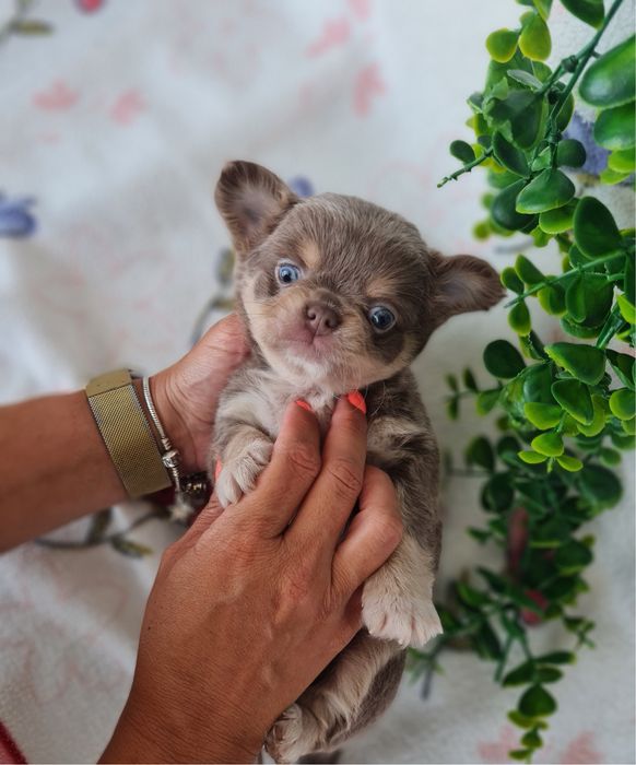 Excelente mini lilac tan menino pelo comprido Chihuahua/Chiuaua de Qualidade, Linhagem Russa