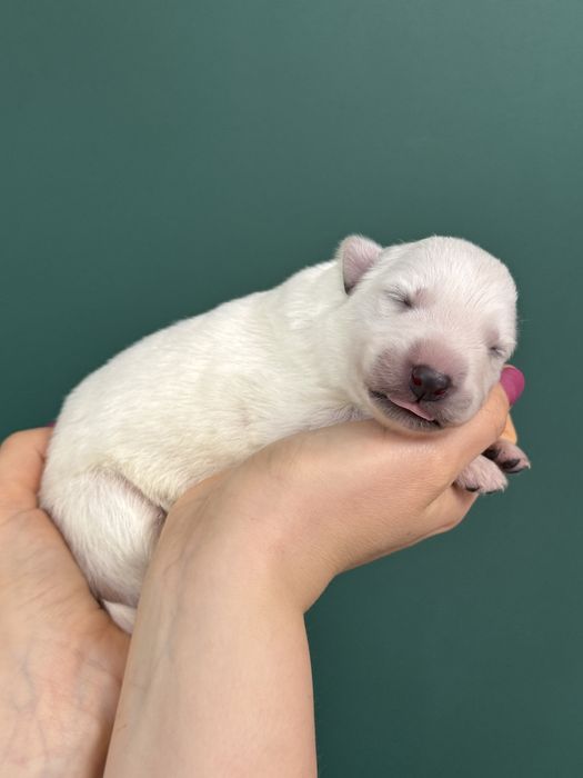 Biały owczarek szwajcarski szczenięta FCI