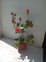 Красивый цветущий каланхоэ