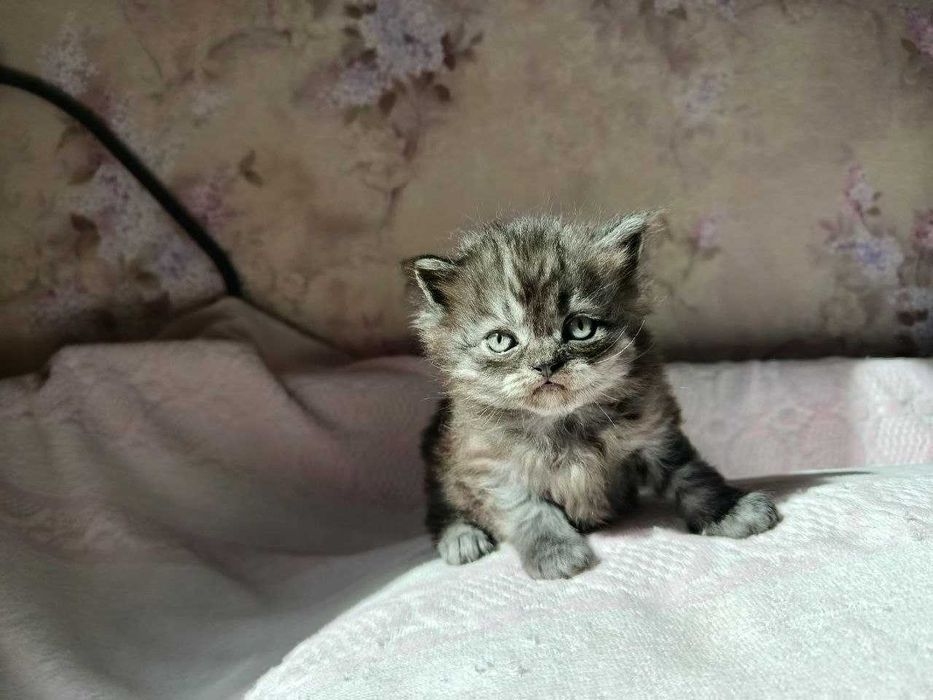 Кошенята в добрі руки