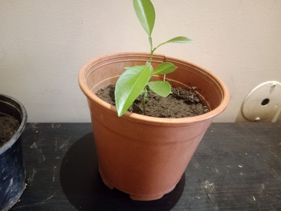 Árvore de Laranjeira em vaso – saudável e pronta para plantar