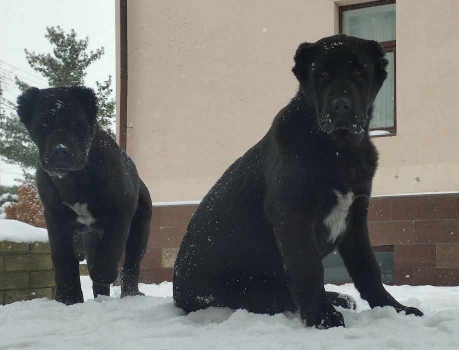 Продам чорних цуценят САВ