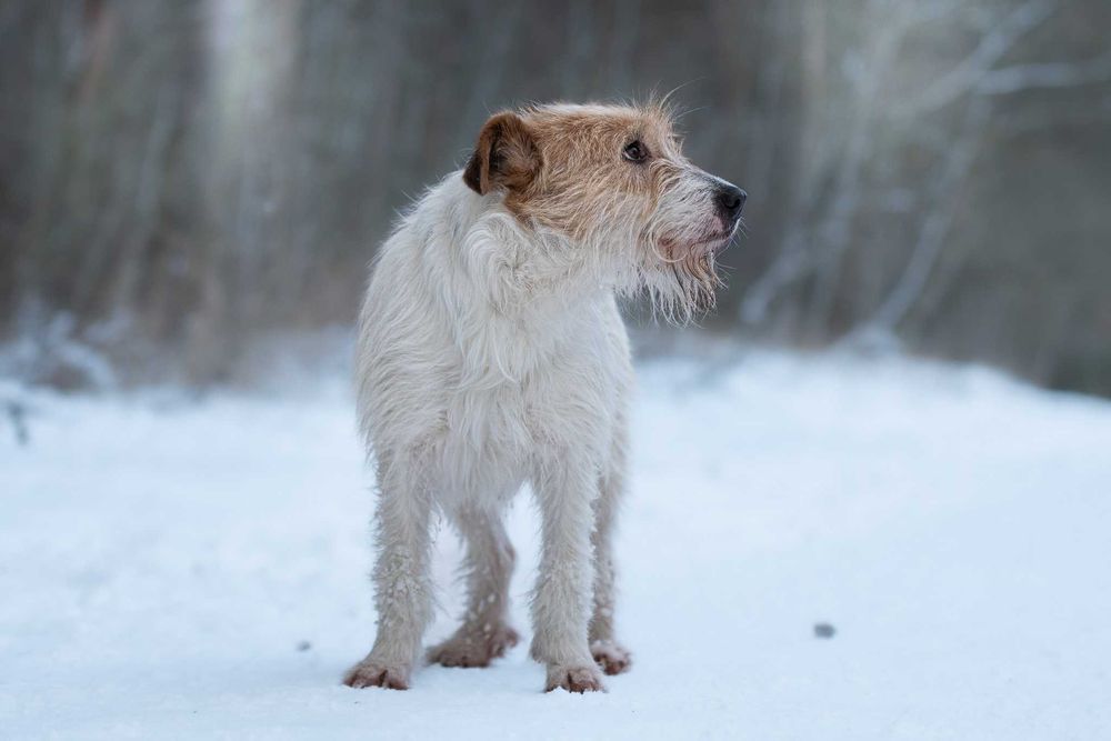 Piękna delikatna sunia Astrid w typie terrier szuka kochającego domu