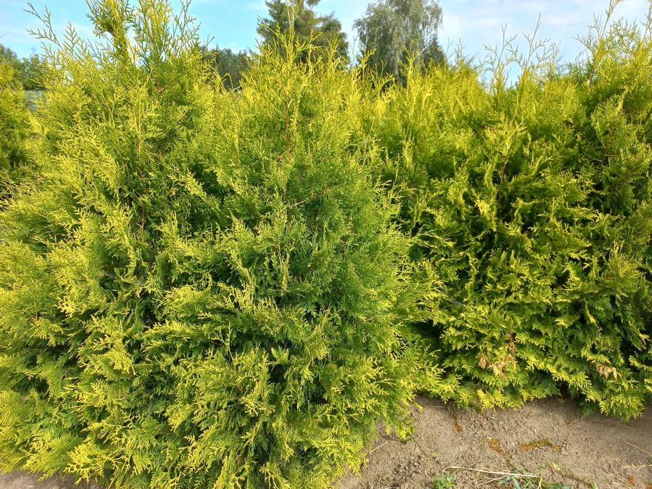 Tuje Golden Brabant kopane z gruntu