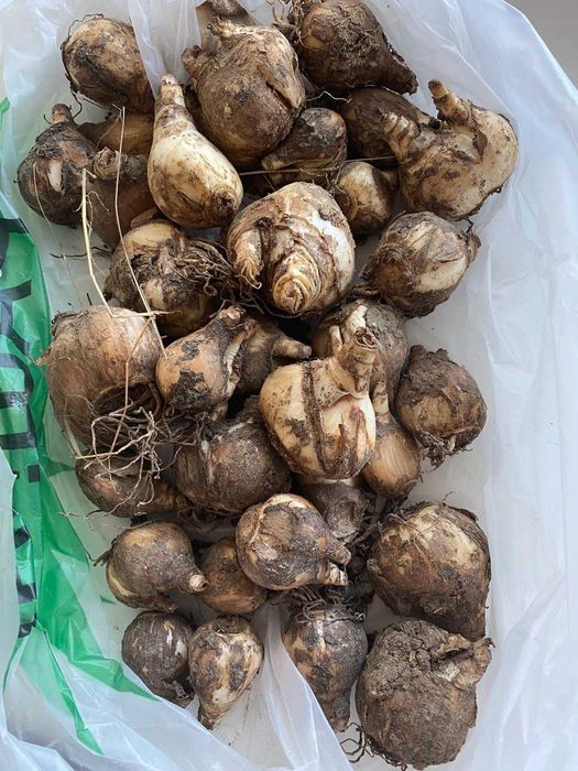 Луковицы крупных нарциссов