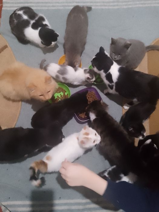 Коти, тварини, безкоштовно