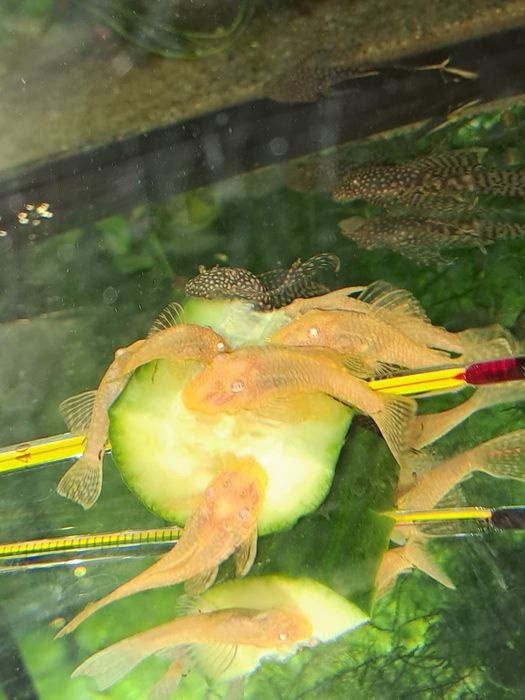 Rybki akwariowe różne