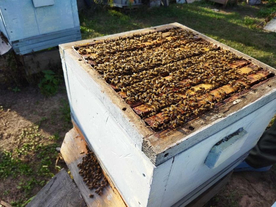 Rodziny pszczele, pszczoły