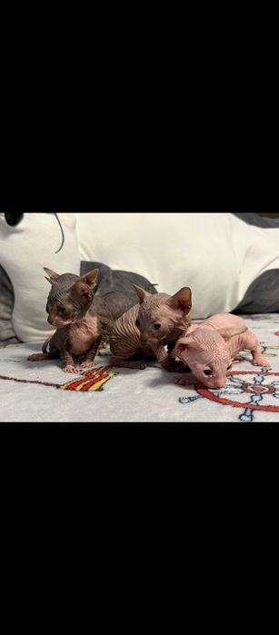 котята Канадский сфинкс