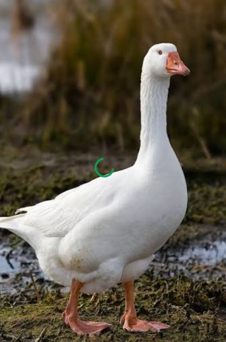 Гуси продам живою вагою