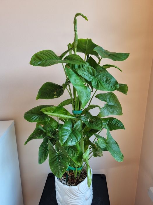 Syngonium pink splash