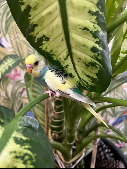 Piriquitos bebés criados à mão