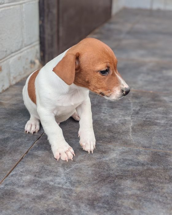 "Продається цуценя джек-рассел-тер'єра!