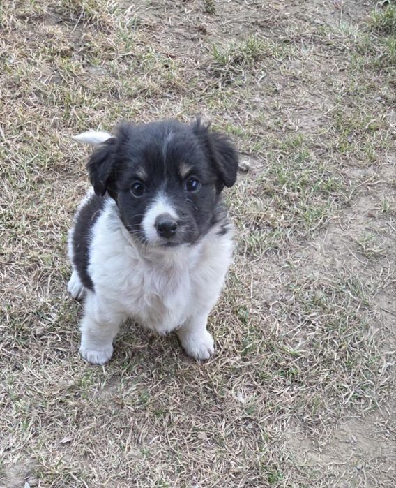 Oddam za darmo szczeniaki