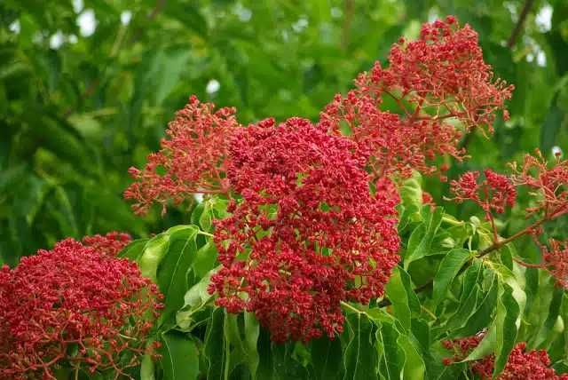 P11 Ewodia koreańska hurt detal wysyłka