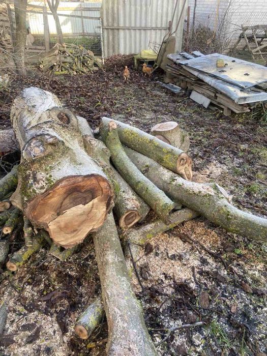 Деревн Горіх зрізаний