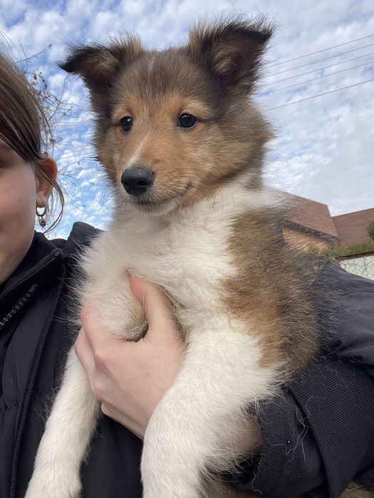 Хлопчик соболь шукає сімʼю