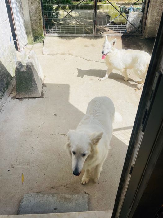 pastor suíço macho