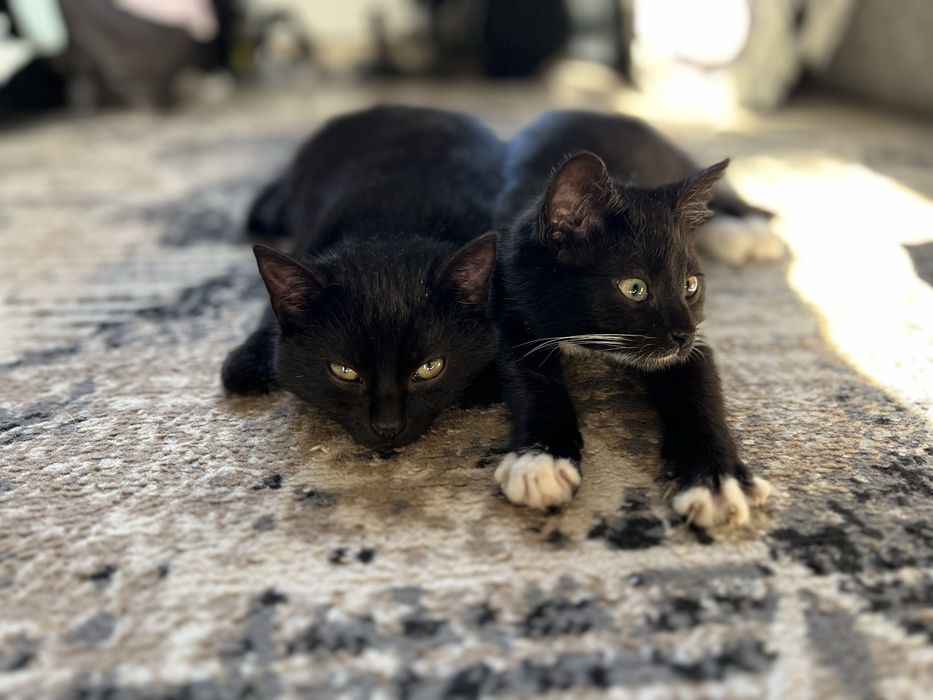 Oddam kociaki w dobre ręce