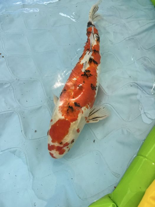 Carpa loi sanke 65/70cm