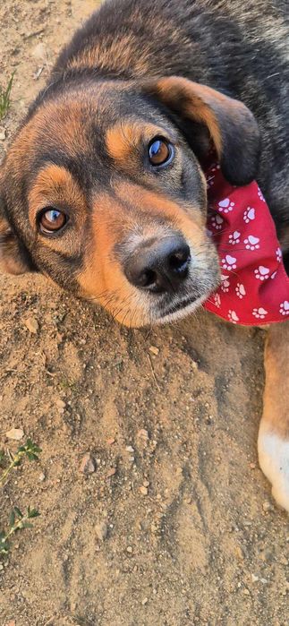 Piesek około 3 lata