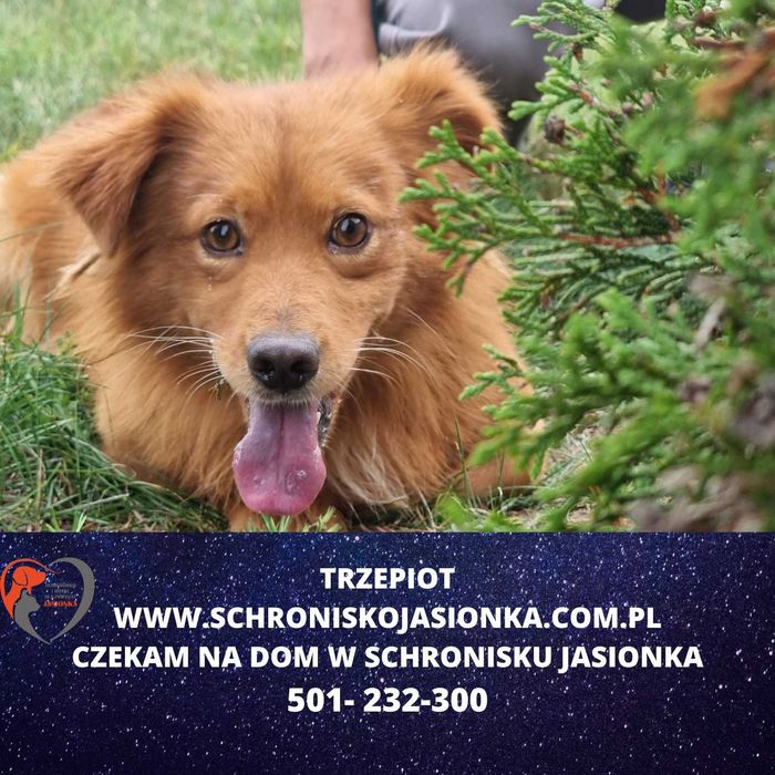 Trzepiot do adopcji – Schronisko Jasionka