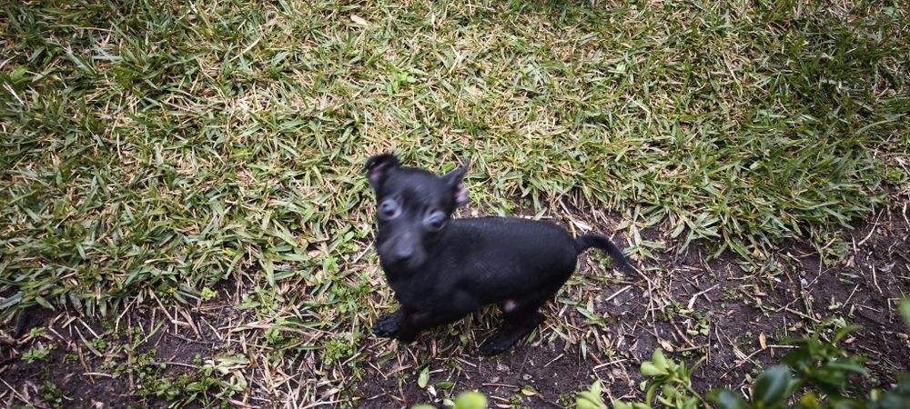 Pinscher pincher miniatura criado em ambiente familiar