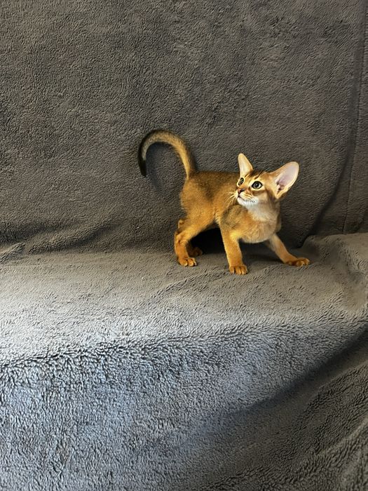 Абиссинские котята.