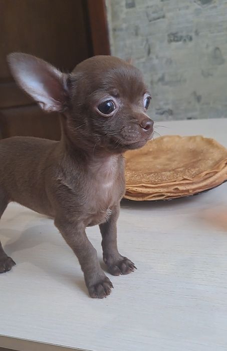 Малышка чихуахуа