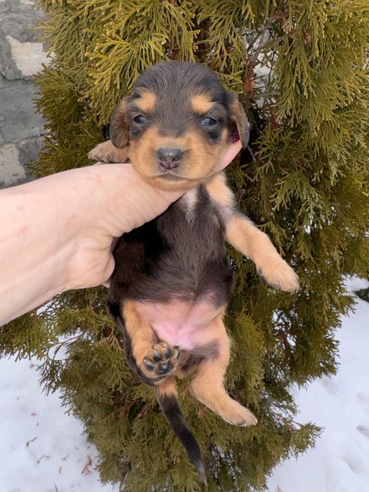 Довгошерстна дівчинка таксуля поки бронь