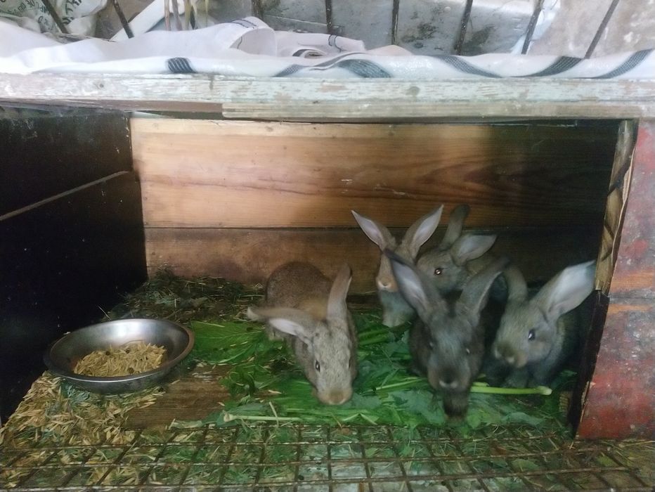 Кролики 1,5 місяця