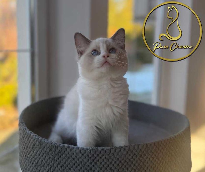 Uroczy kocur ragdoll rodowód FPL FiFe słodki