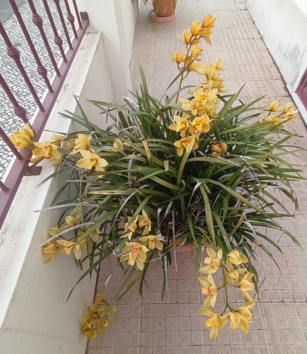 Orquídea em tom de amarelo