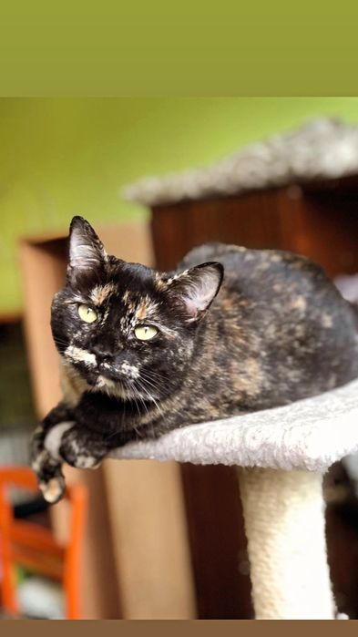 Отдам кошку черепахового окраса, 1 год, стерилизована, привита