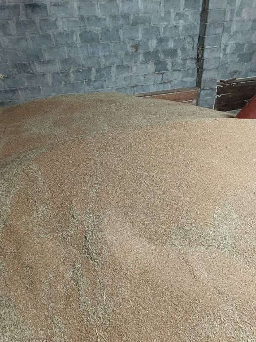 Pszenica ozima Wenecja i GROCH polecam