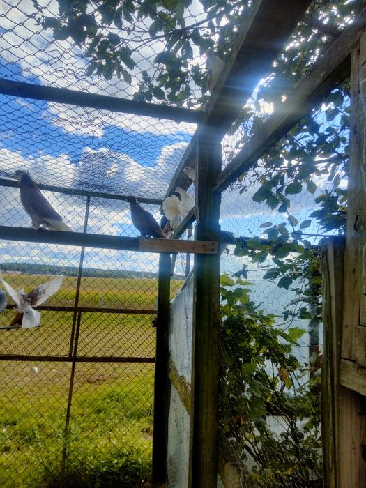 Gołębie ozdobne różne