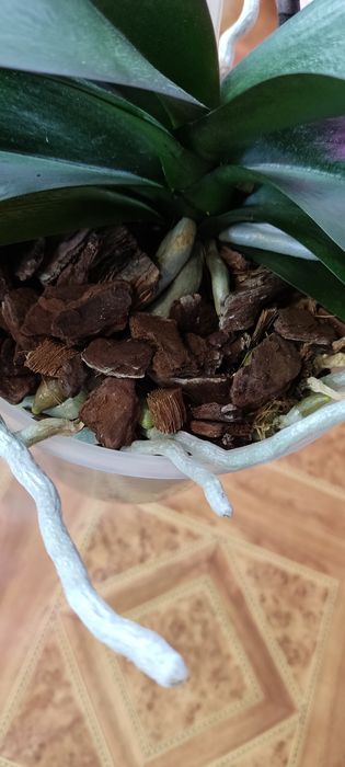 Орхідея фаленопсис