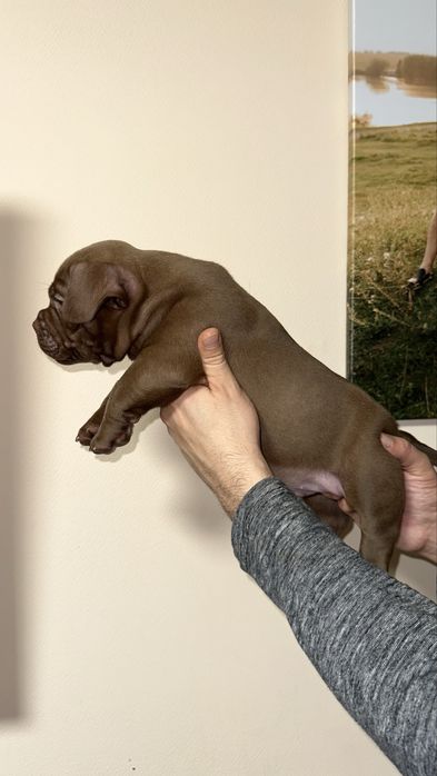 Мікро буллі екзотік